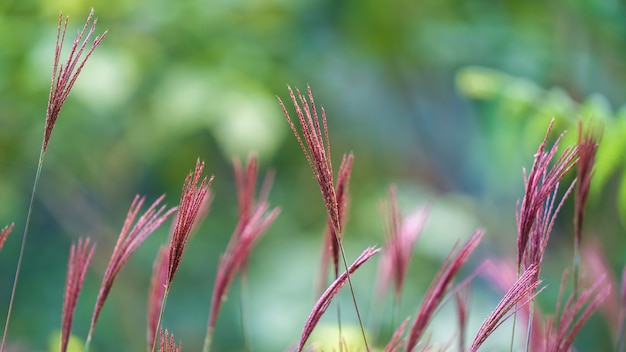 Grasblume im Feld