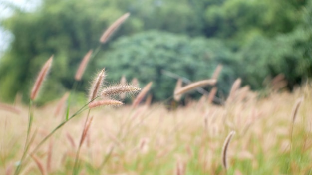 Grasblume im Freien Sommer, braune Rohrkolbenblume