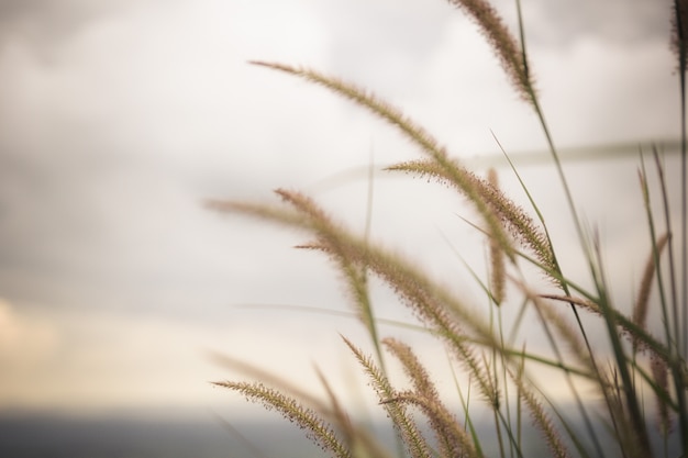 Grasblume im Herbst