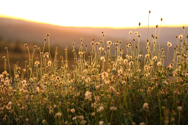 Grasblume mit Abendlicht