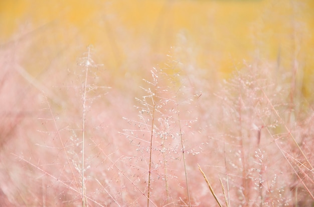 Grasblume mit orange Unschärfehintergrund