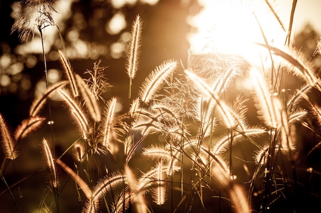 Foto grasblume mit sonnenuntergang in der abendzeit im dunklen ton