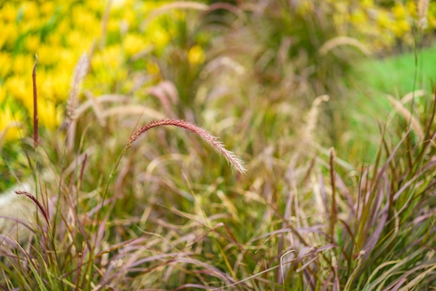 Grasblume mit Unschärfehintergrund hautnah.