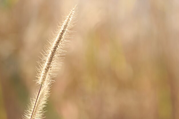 Grasblume schön auf dem Berg