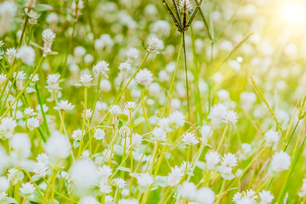 Grasblume weht morgens im Wind