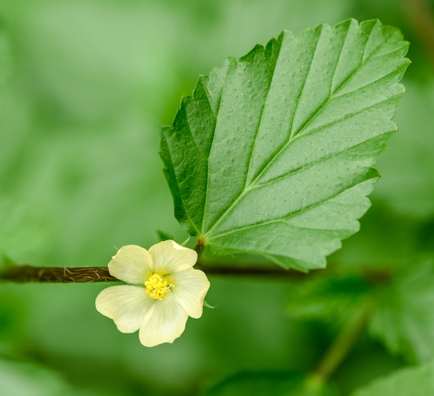 Grasblumen blühen in der Natur