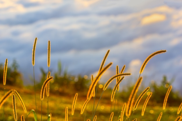 Grasblumen und -sonnenlicht morgens in Phu Tubberk, Thailand