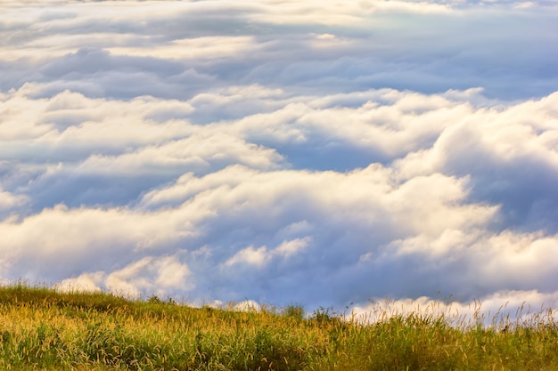 Foto grasblumen und -sonnenlicht morgens in phu tubberk, thailand