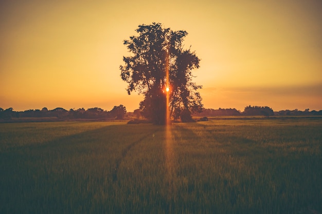 Grasblumenfeld, Sonnenuntergangansicht