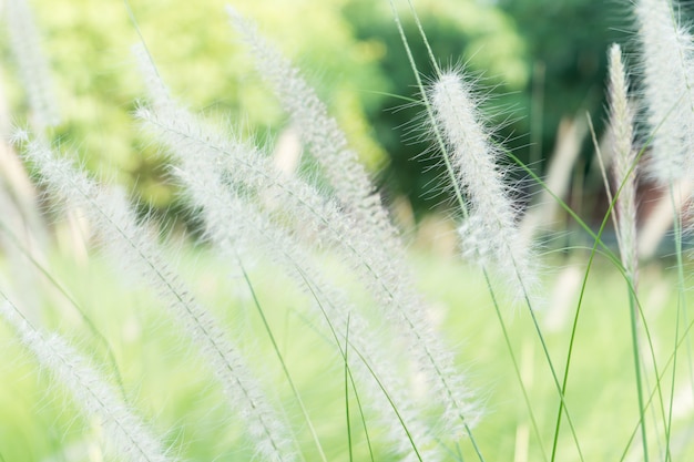 Grasblumenunschärfe bokeh grüne Hintergrundweinlese