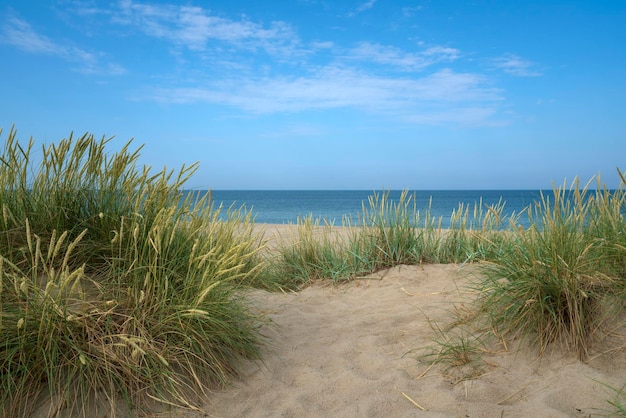 Grasbüsche auf einer Sanddün in der Nähe der Ostseeküste im Dorf Yantarny in der Region Kaliningrad, Russland