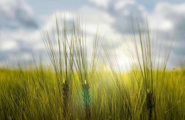 Gräser im Feld im Sonnenschein