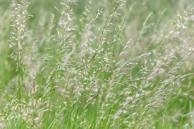 Grasfeld auf unscharfem Hintergrund im Sonnenlicht