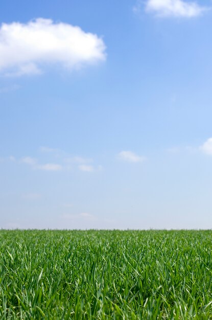 Grasfeld gegen blauen Himmel mit weißen Wolken