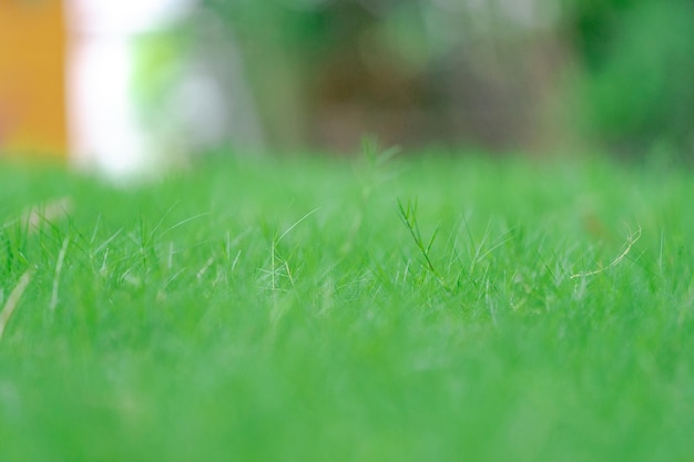 Grasfeld im Garten mit Unschärfehintergrund hautnah.