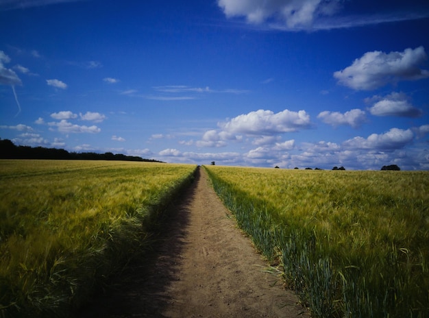 Grasfeld und Himmel