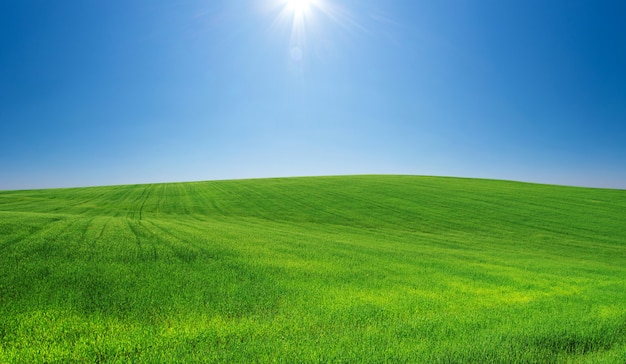 Grasfeld und perfekter Himmel