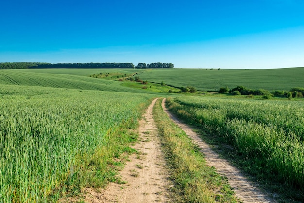 Grasfeld und perfekter Himmel