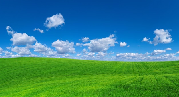 Grasfeld und perfekter Himmel