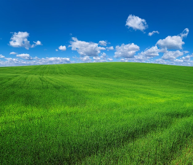 Grasfeld und perfekter Himmel