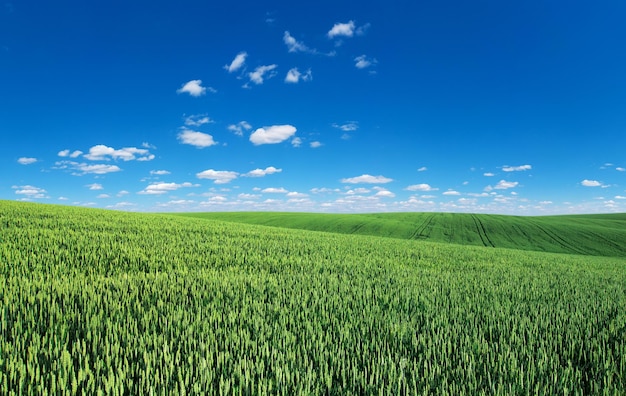 Grasfeld und perfekter Himmel