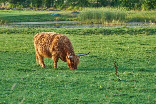 Grasgefütterte Hochlandkuh auf der Weide des Bauernhofs, die weidet und für die Milchfleisch- oder Rindfleischindustrie aufgezogen wird