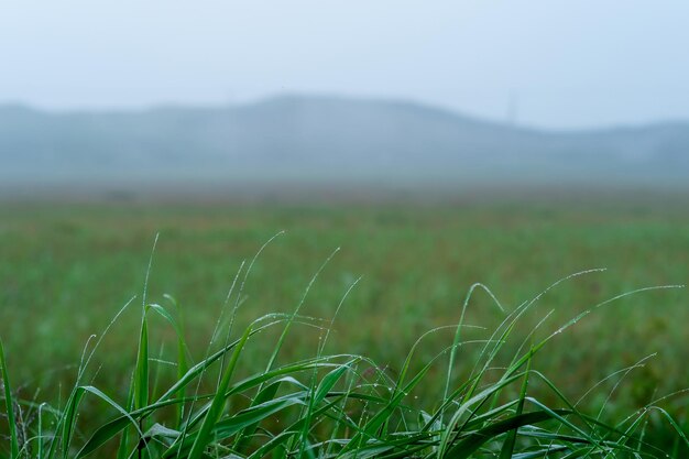 Grashalme mit Tautropfen auf dem Hintergrund einer verschwommenen, nebligen Morgenwiese