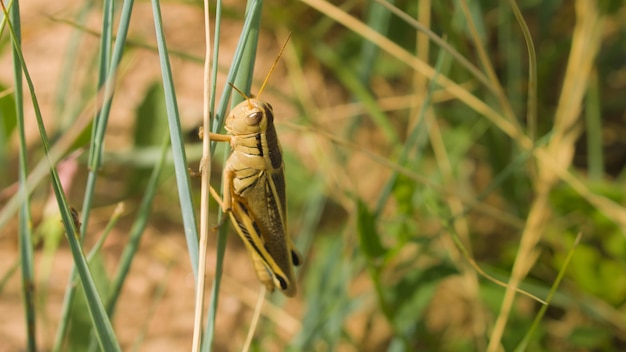 Grashopper verde sentado em uma grama.