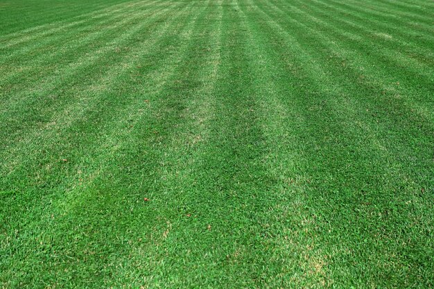 Grasrasen eines Fußballfeldes als abstrakter Hintergrund