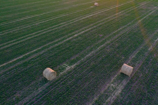 Grass Ballen Graslagerung auf dem Land von La Pampa Patagonien Argentinien