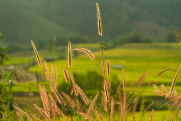 Grass fora do campo.