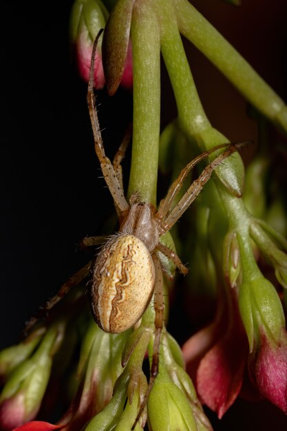 Grass Neoscona Spider da espécie Neoscona moreli em Flaming Katy Plant da espécie Kalanchoe blossfeldiana