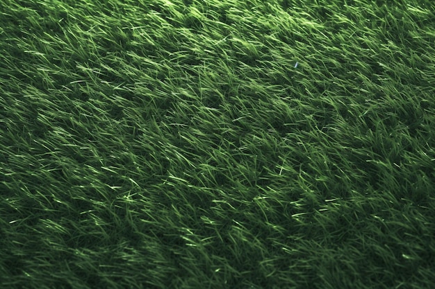 Grass Texture Ai generativo