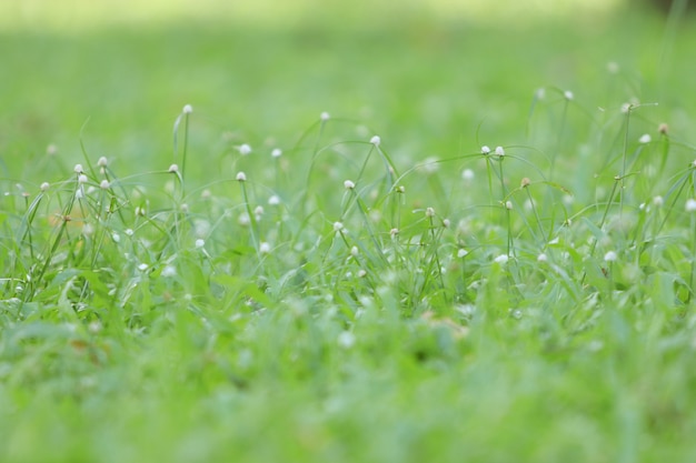 Grass Texture Hintergrund