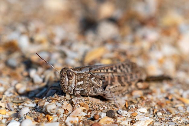 Grasshopper auf dem Sand