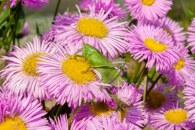 Grasshopper está sentado en una fotografía macro de primer plano de flores