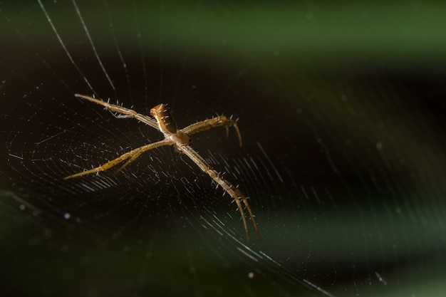 Grasspinnennatur nehmen schwarzes Tier