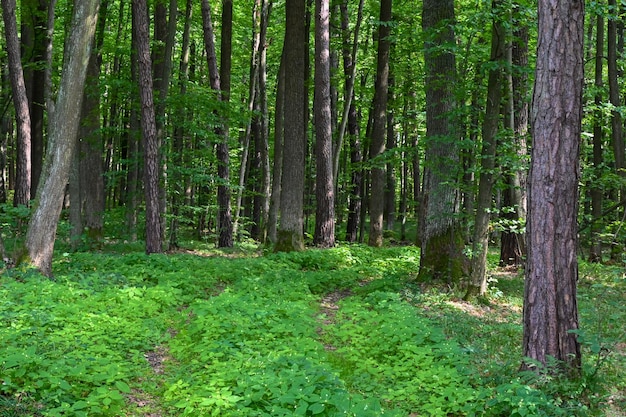 Grasweg im Wald in der Nähe des Dorfes