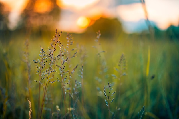 Graswiese auf warmer goldener Stunde Sonnenuntergang oder Sonnenaufgang Ruhige Herbst-Fall-Naturfeldlandschaft