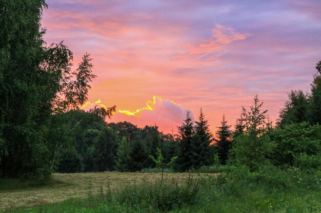 Graswiese im Abendlicht Szenische Naturansicht Sommerabend in der Landschaft