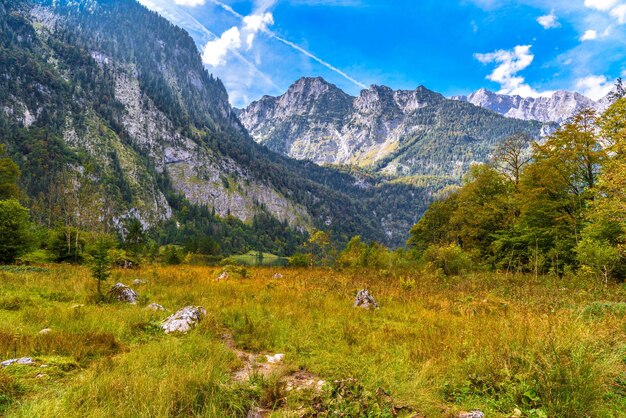 Graswiese in Königssee Königssee Nationalpark Berchtesgaden Bayern Deutschland