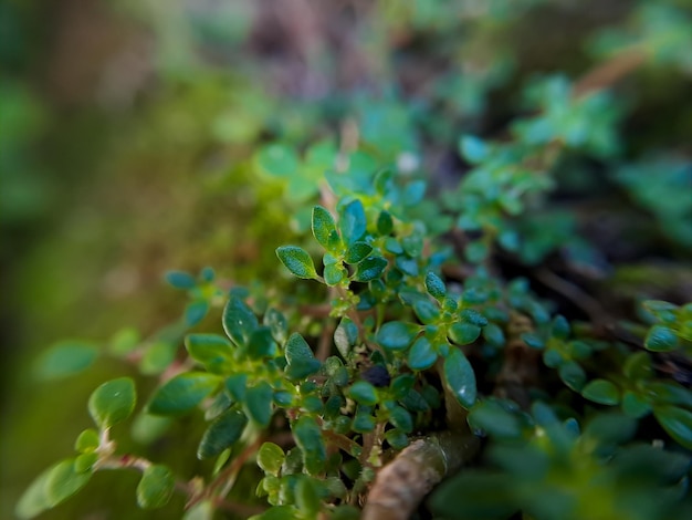 Gratiola con hojas o hisopo de agua es una planta perteneciente a la familia Scrophulariaceae Es una suculenta con muchas reservas de alimentos glabra o una hierba rastrera sin pelo suave