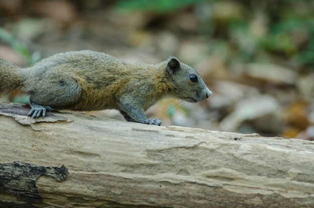 Grau-aufgeblähtes Eichhörnchen auf Baum im Wald, Thailand