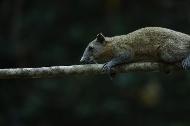 Grau-aufgeblähtes Eichhörnchen im Wald