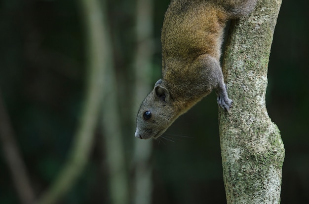 Grau-aufgeblähtes Eichhörnchen im Wald