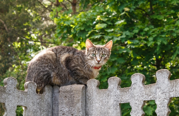 Grau beschmutzte Katze mit den gelben Augen, die auf einem konkreten Zaun sitzen