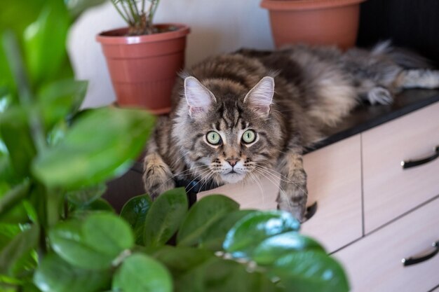 Grau gestreifte Großkatze mit grünen Augen Maine Coon züchten Katzen- und Hausblumen in Töpfen