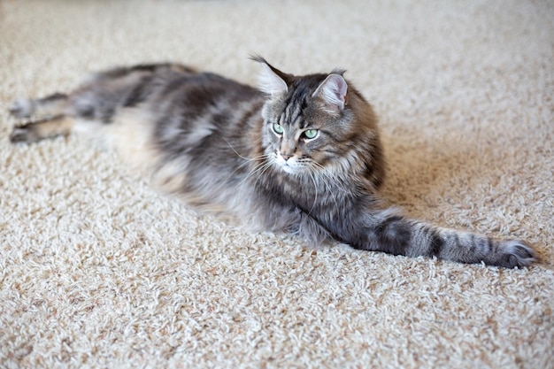 Grau gestreifte Großkatze mit grünen Augen Rasse Maine Coon Die Katze liegt auf einem hellen Teppich