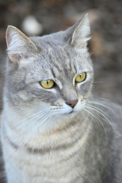 Grau gestreifte Hauskatze, die neugierig aussieht