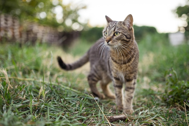 Grau gestreifte Katze, die in der Natur spazieren geht